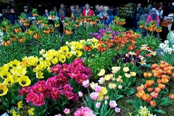 Harrogate Spring Flower Show Day Trip 2024