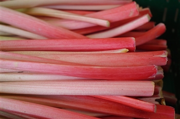 Wakefield Rhubarb Festival Day Trip 2026